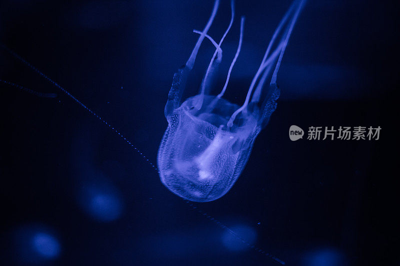 Close up image of a box jelly fish, the most poisonous animal in the world in an aquarium